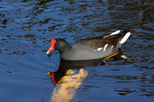 Gallinule, Common, 2015-01180904 Wakodahatchee Wetlands, FL